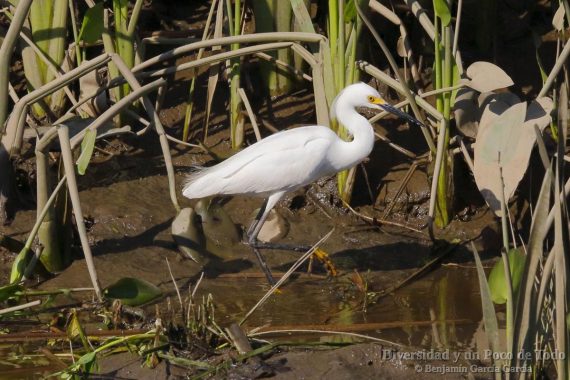 Garceta nivea, snowy egret, Egretta thula