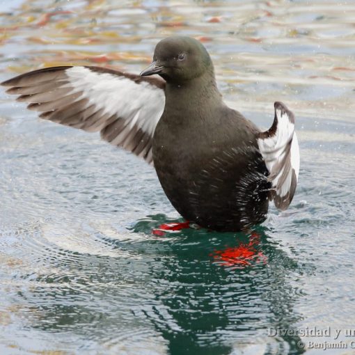arao aliblanco (black guillemot, cepphus grylle) en islandia