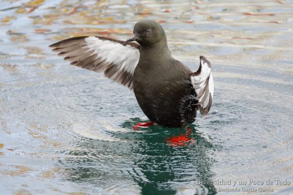 arao aliblanco (black guillemot, cepphus grylle) en islandia