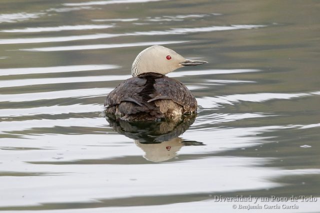 adulto de colimbo chico (red-throated loon, gavia stellata)