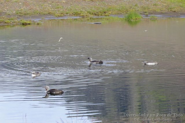 adulto y pollo de colimbo chico (red-throated loon, gavia stellata)