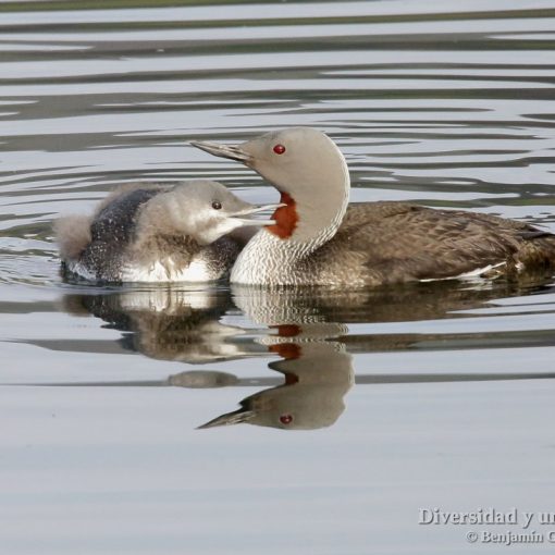 adulto y pollo de colimbo chico (red-throated loon, gavia stellata)