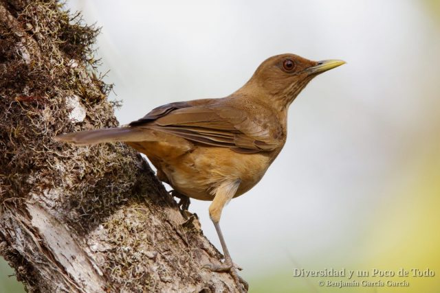 Zorzal Pardo o yigüirro Clay-colored Thrush, Turdus grayi