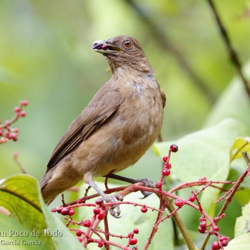 Zorzal Pardo o yigüirro Clay-colored Thrush, Turdus grayi
