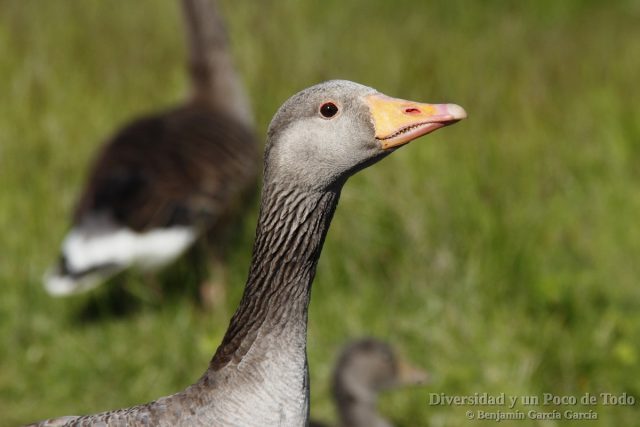 Ansar comun, Greylag Goose (Anser anser)