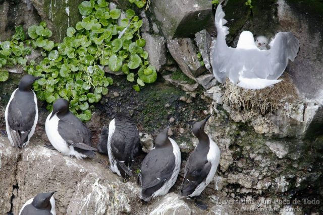aves en islandia, arao de brunnich, arao comun y gaviota tridactila