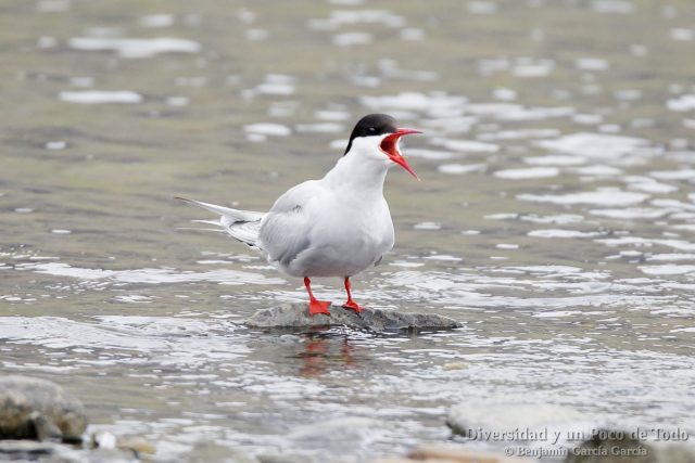 aves en islandia, el charran artico