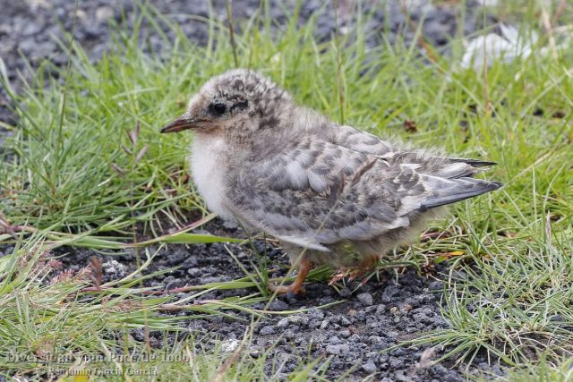 Pollo de charran artico (Arctic Tern; Sterna paradisaea)