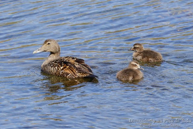 eider comun, Common Eider (Somateria mollissima) y dos patitos