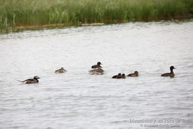 aves en islandia, pato havelda y porron monudo con sus patitos