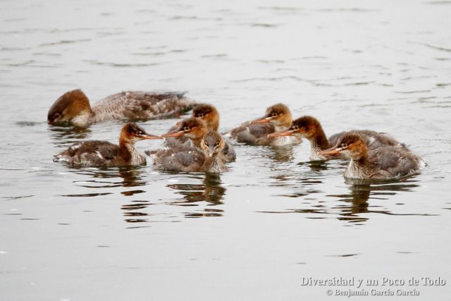Serreta mediana, Red-breasted Merganser (Mergus serrator)