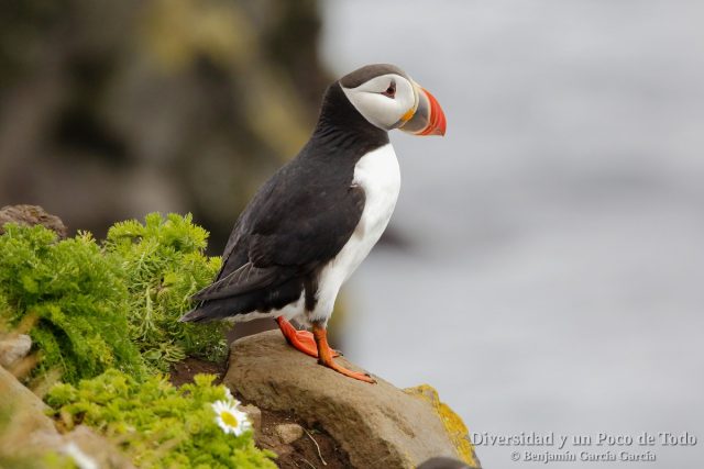 aves en islandia, Frailecillo atlantico (Atlantic Puffin; Fratercula arctica)