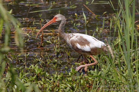 juvenil de corocoro blanco, white Ibis, Eudocimus albus