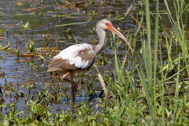 inmaduro de corocoro blanco, white Ibis, Eudocimus albus