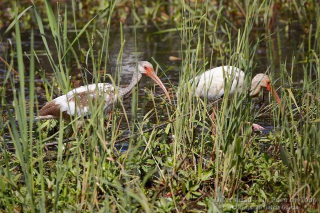 juveniles de corocoro blanco, white Ibis, Eudocimus albus