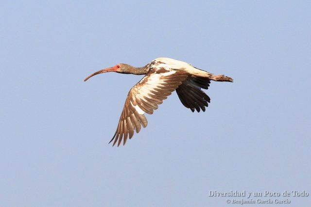juvenil al vuelo de corocoro blanco, white Ibis, Eudocimus albus