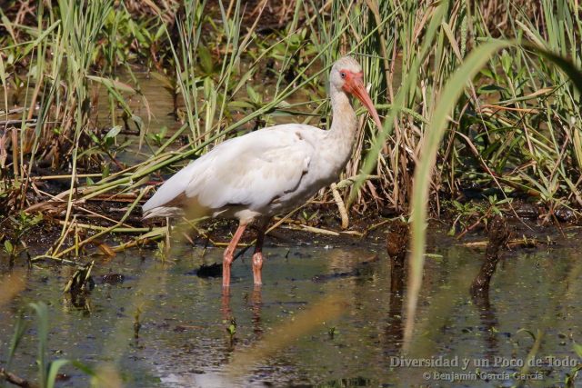 corocoro blanco, white Ibis, Eudocimus albus