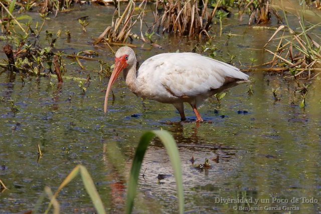 ibis blanco, white Ibis, Eudocimus albus