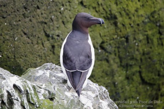 Alca comun, Razorbill, Alca torda