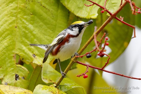 Reinita de Pensilvania, Chestnut-sided Warbler, Setophaga pensylvanica