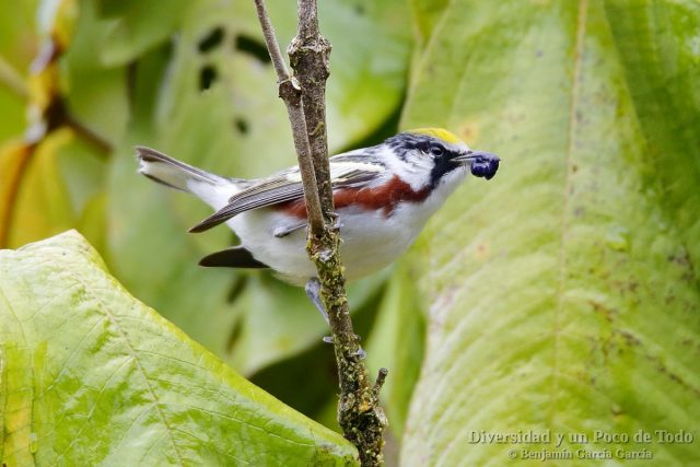 Reinita de Pensilvania, Chestnut-sided Warbler, Setophaga pensylvanica