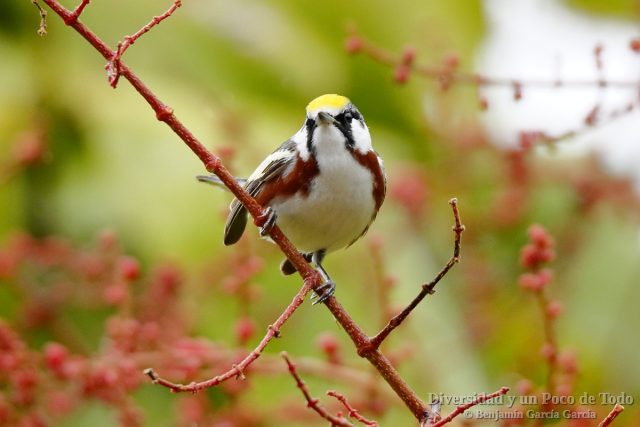 Reinita de Pensilvania, Chestnut-sided Warbler, Setophaga pensylvanica