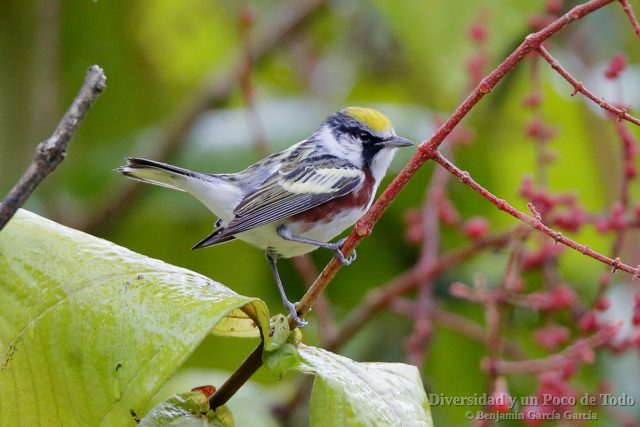 Reinita de Pensilvania, Chestnut-sided Warbler, Setophaga pensylvanica