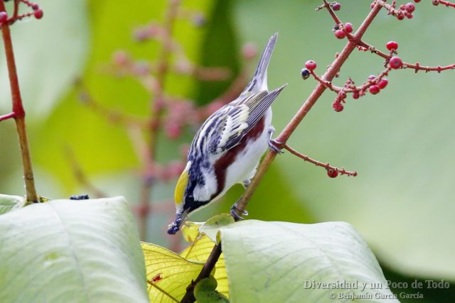 Reinita de Pensilvania, Chestnut-sided Warbler, Setophaga pensylvanica