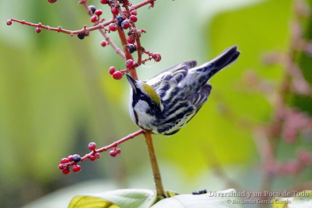 Reinita de Pensilvania, Chestnut-sided Warbler, Setophaga pensylvanica
