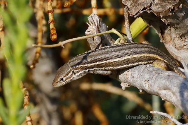 Lagartija colilarga, Psammodromus algirus
