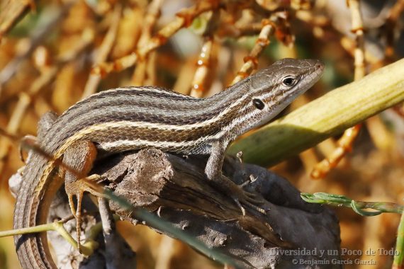 Lagartija colilarga, Psammodromus algirus