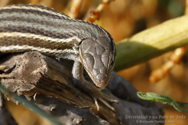 detalle de la cabeza de la Lagartija colilarga, Psammodromus algirus