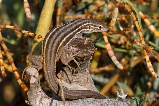 Lagartija colilarga, Psammodromus algirus