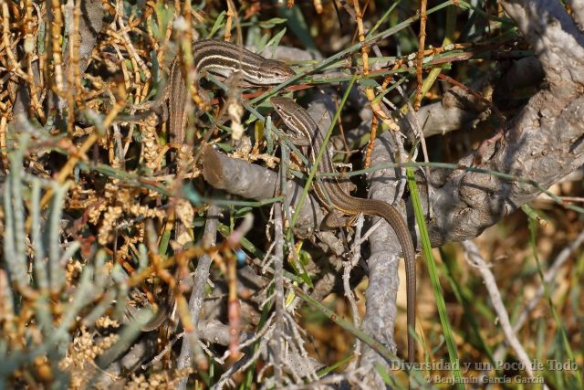 Pareja de Lagartija colilarga, Psammodromus algirus