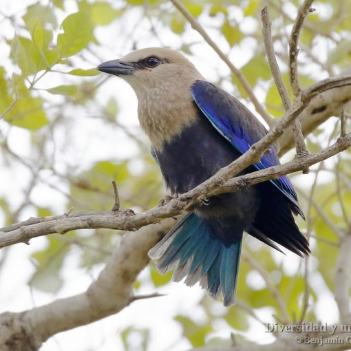 carraca blanquiazul, blue-bellied roller, coracias cyanogaster
