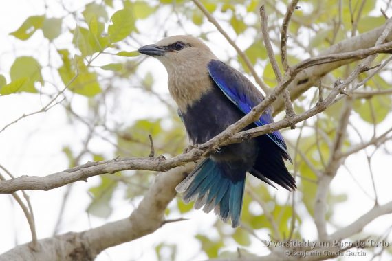 carraca blanquiazul, blue-bellied roller, coracias cyanogaster