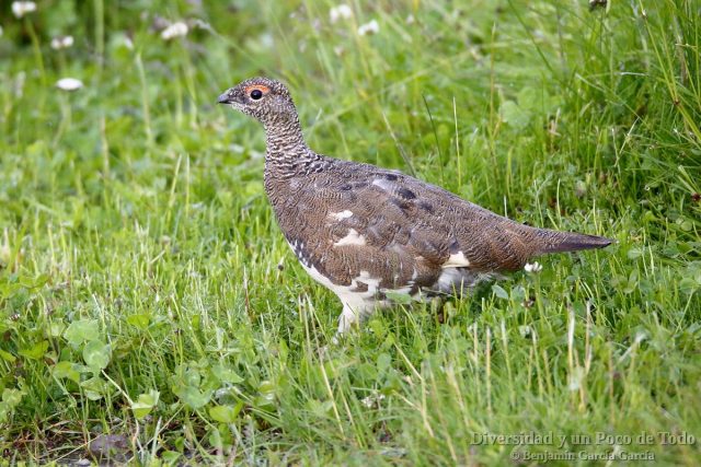 Lagopodo alpino, rock ptarmigan, Lagopus muta