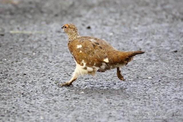 Lagopodo alpino, rock ptarmigan, Lagopus muta
