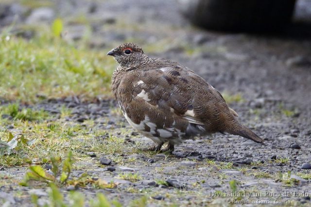 Lagopodo alpino, rock ptarmigan, Lagopus muta