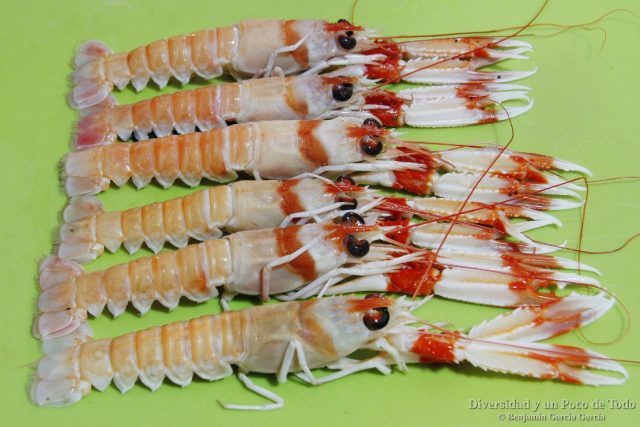 cigalas para la sopa de marisco islandesa