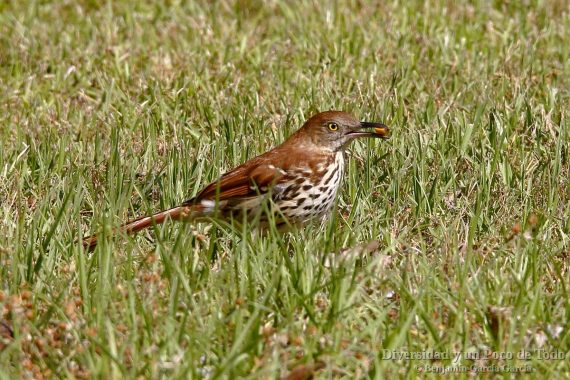 Cuitlacoche rojizo con una bellota, Brown Thrasher, toxostoma rufum