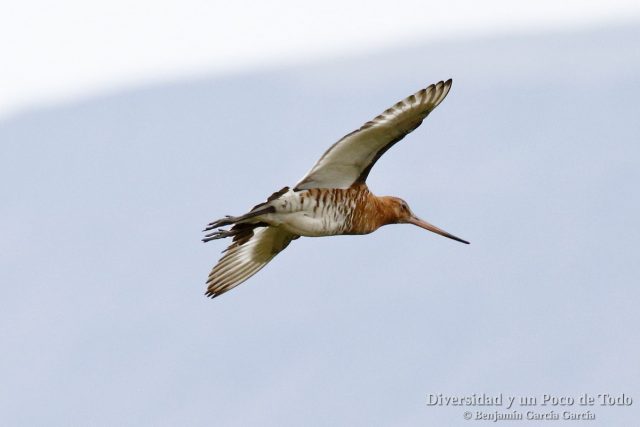 Aguja colinegra al vuelo