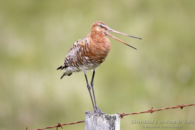 Limosa limosa cantando en Islandia