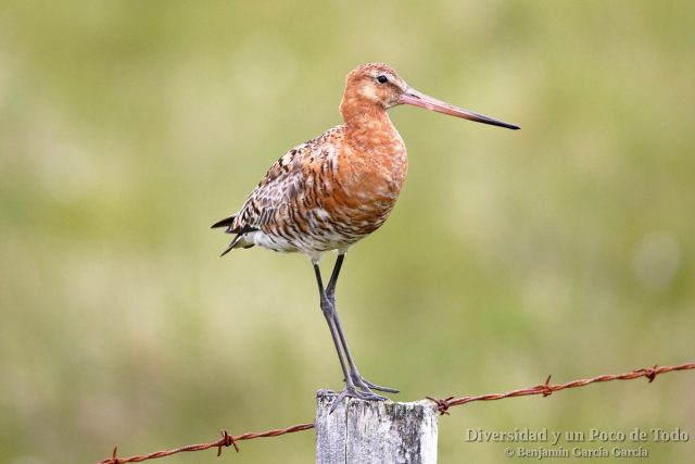 Aguja colinegra, Black-tailed Godwit, Limosa limosa.