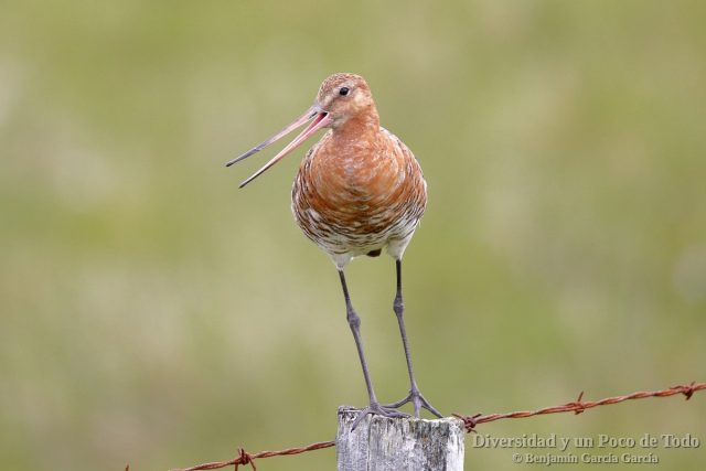 Black-tailed Godwit in Iceland