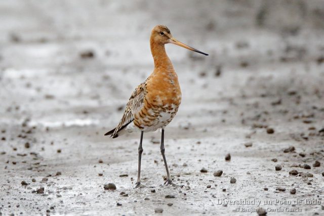 Black-tailed Godwit en Islandia