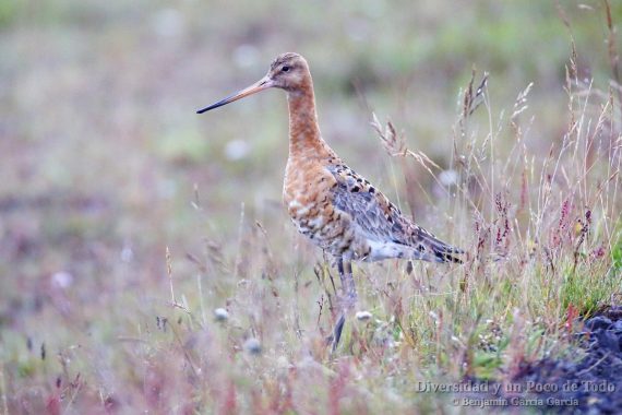 Aguja colinegra, Black-tailed Godwit, Limosa limosa