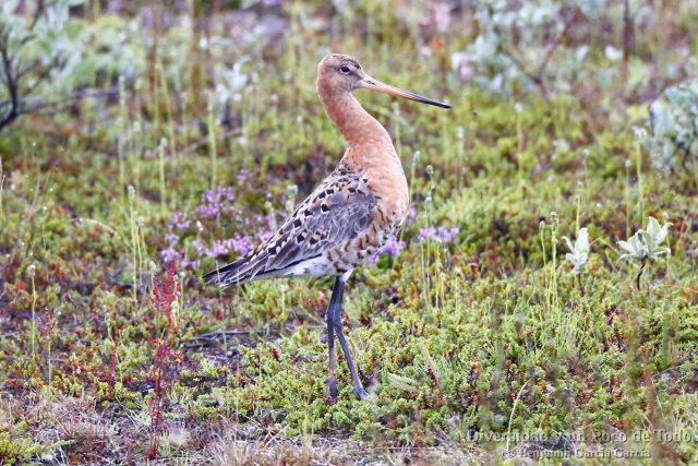 Black-tailed Godwit, Limosa limosa