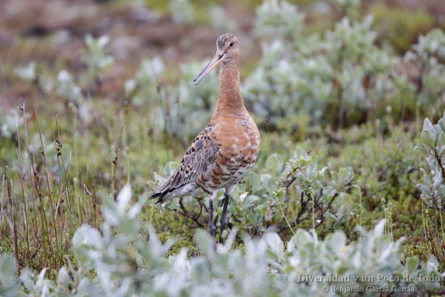 Black-tailed Godwit, Limosa limosa