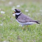 Chorlitejo grande, Common Ringed Plover (Charadrius hiaticula)